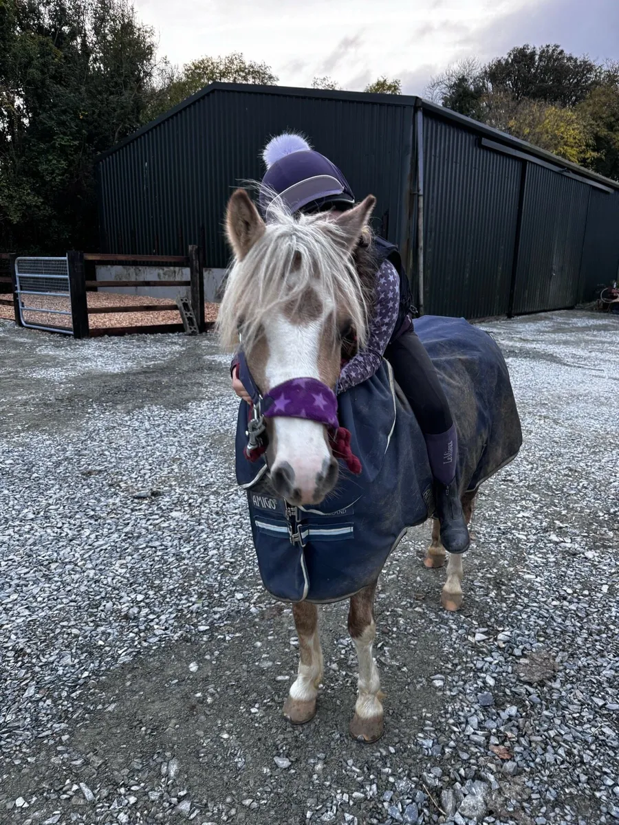 Pony club / showing / lead rein - Image 3