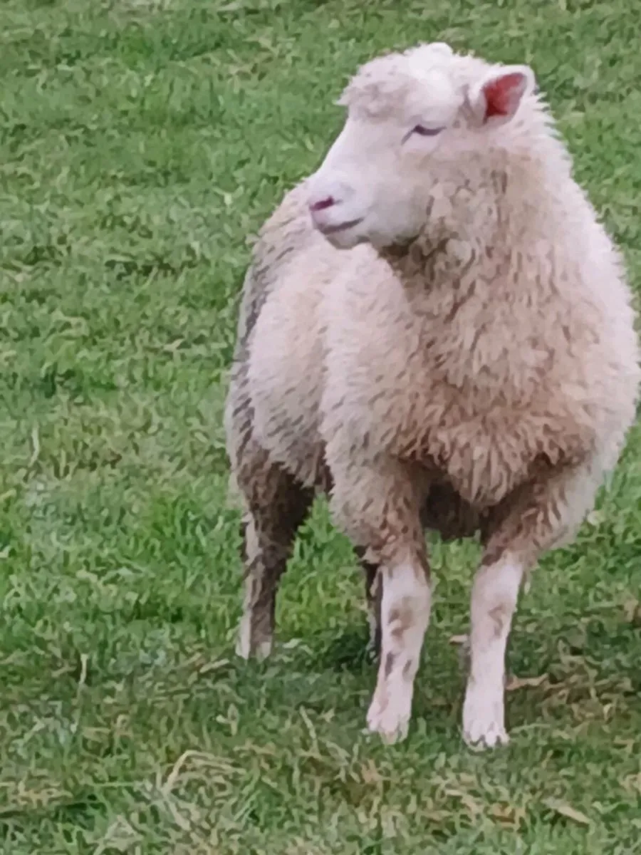 Lambs for sale - Image 1