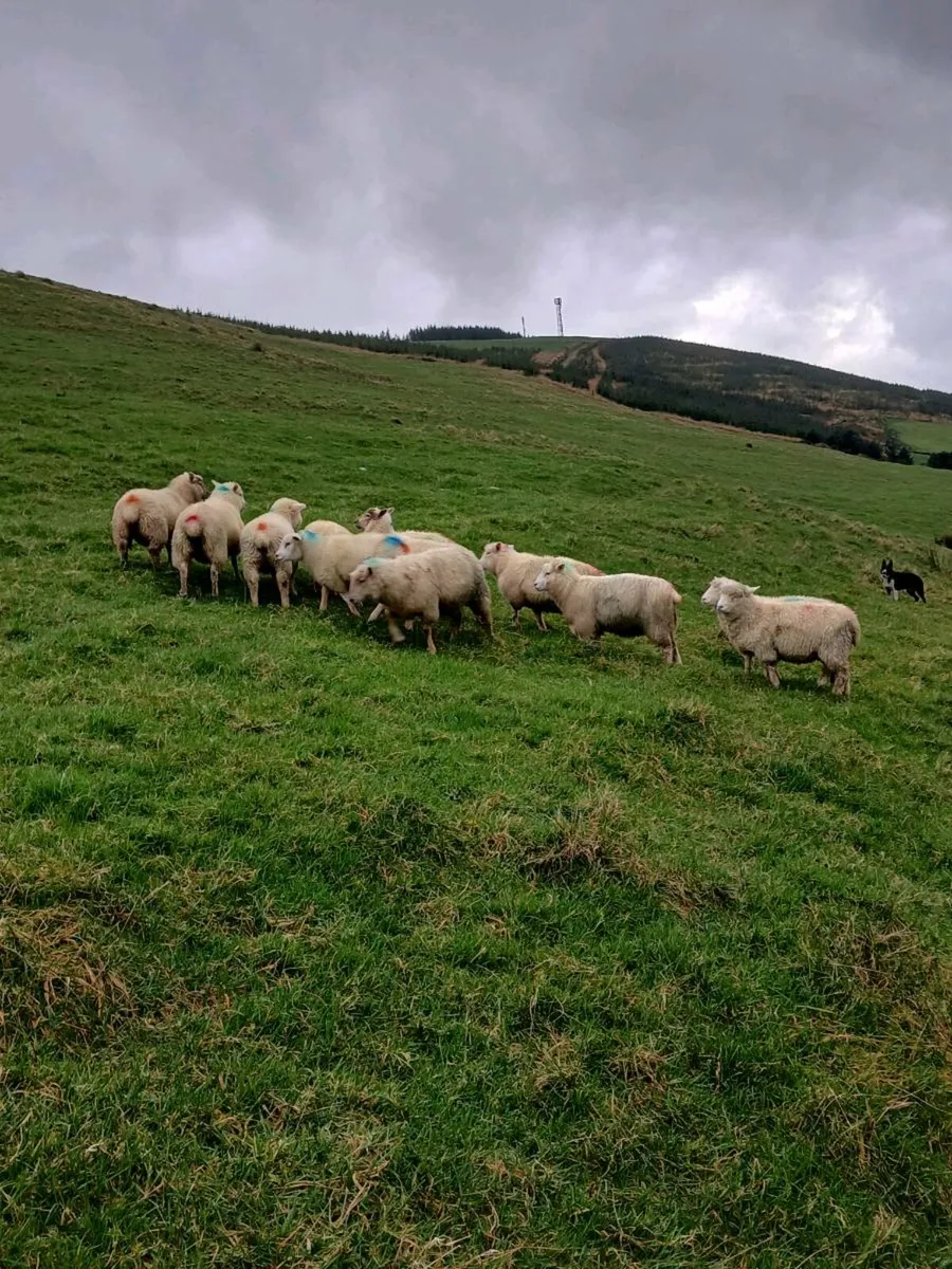 Lambs for sale - Image 2