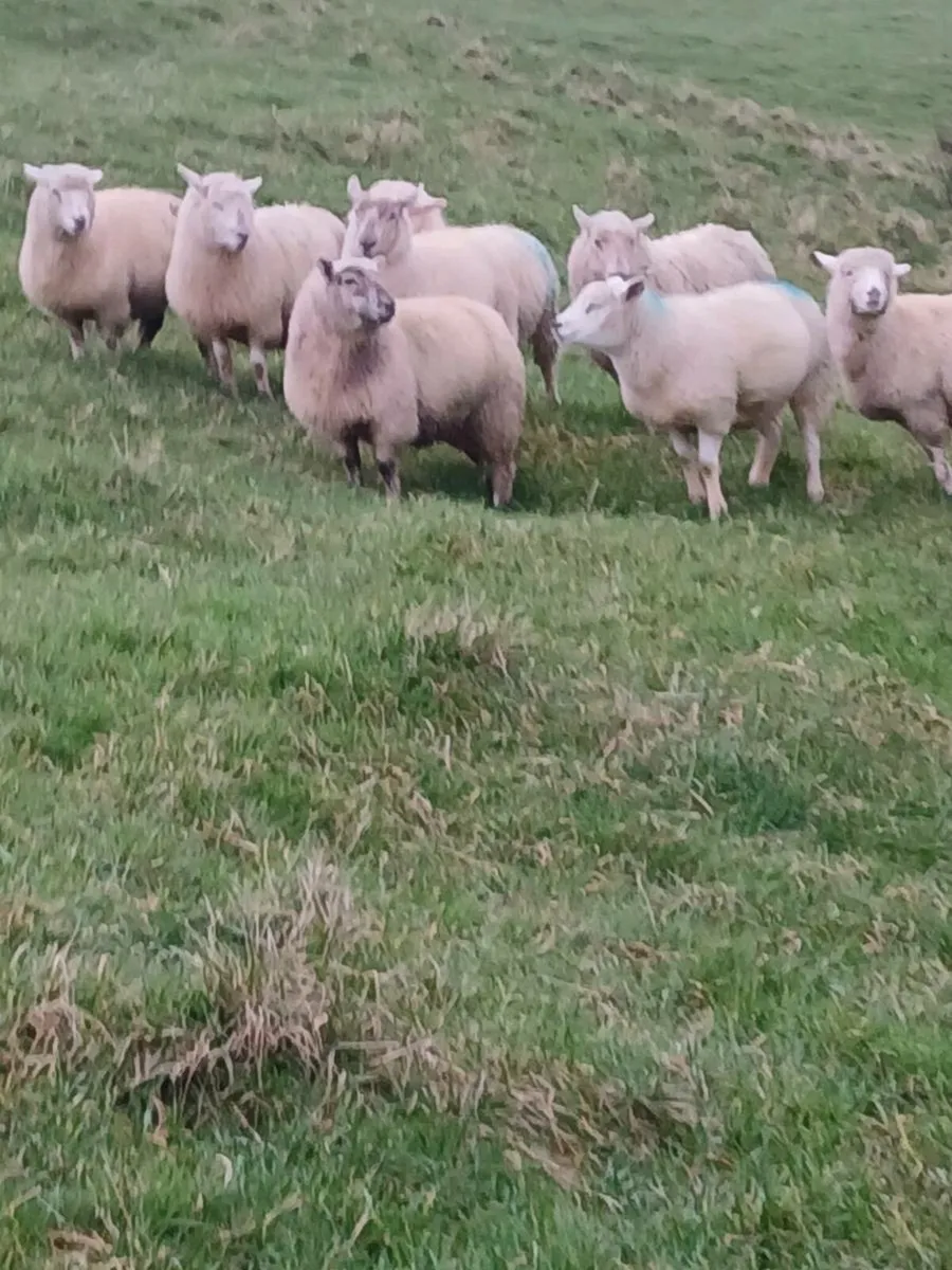 Lambs for sale - Image 3