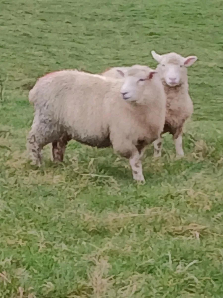 Lambs for sale - Image 4