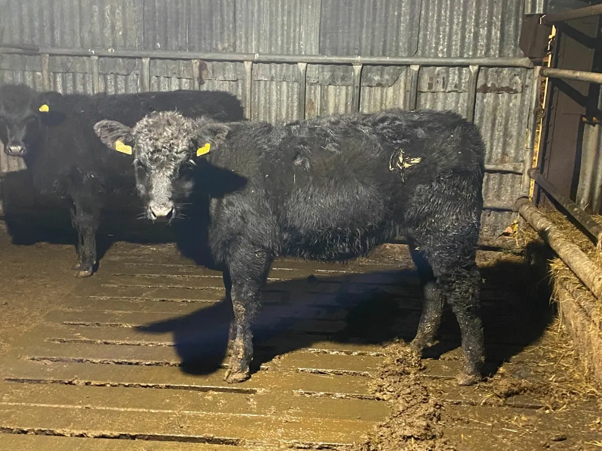 AAX Heifer Weanlings