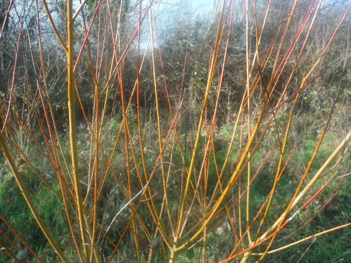 Golden willow rods,15 rods freepost - Image 3