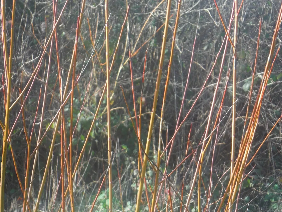 Golden willow rods,15 rods freepost - Image 4