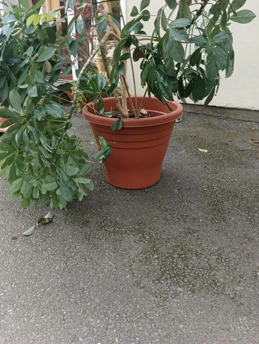 Beautiful large house plant 70 Euro - Image 2