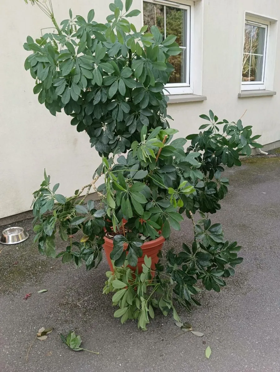 Beautiful large house plant 70 Euro - Image 3