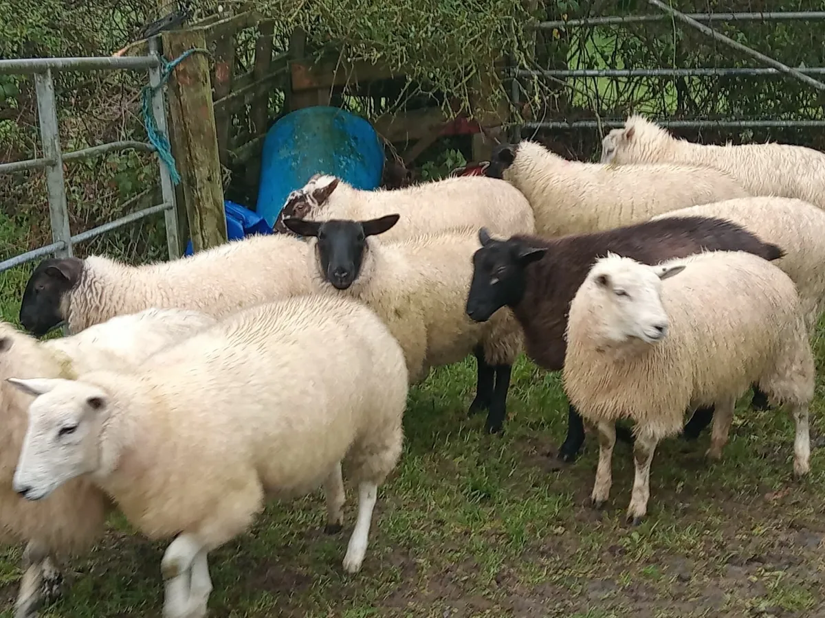 Ewe Lambs - Image 1