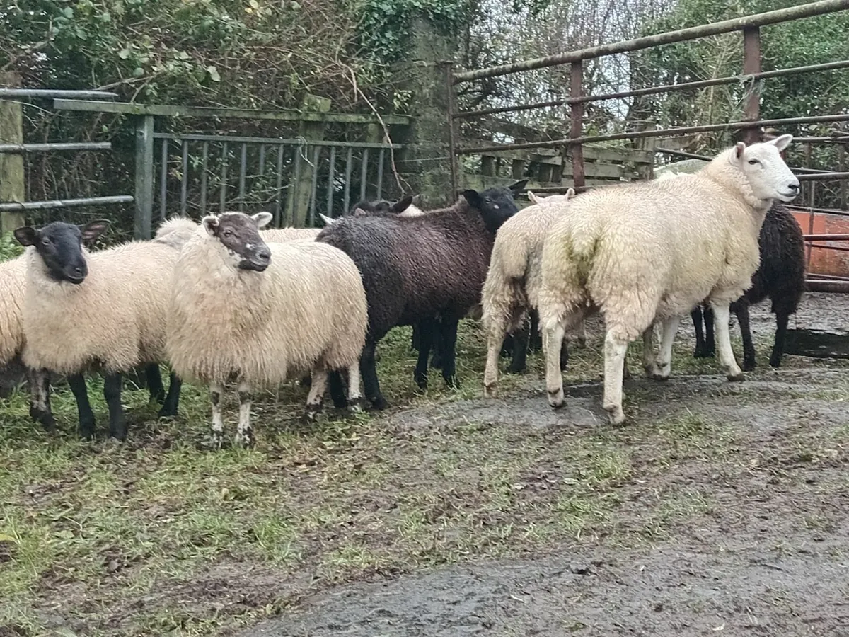 Ewe Lambs - Image 2