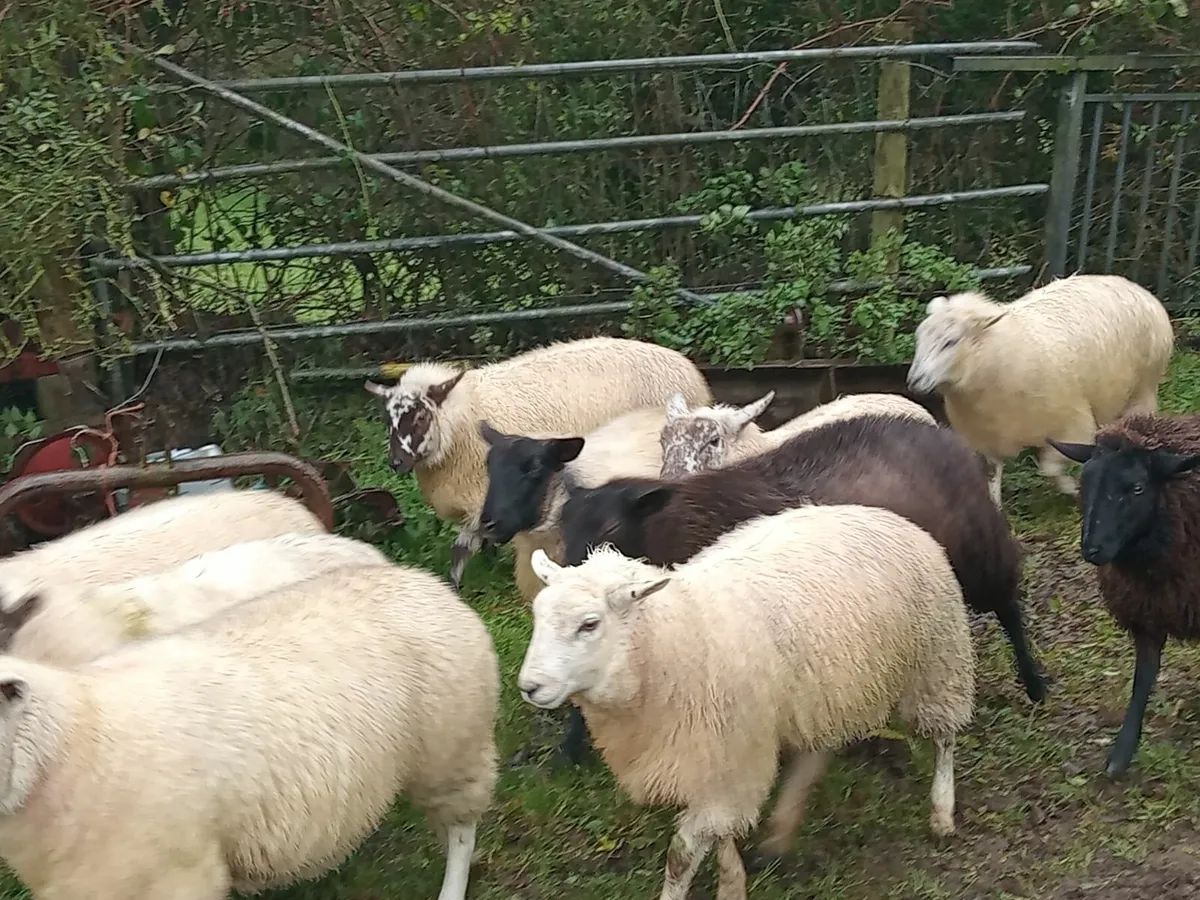 Ewe Lambs - Image 3