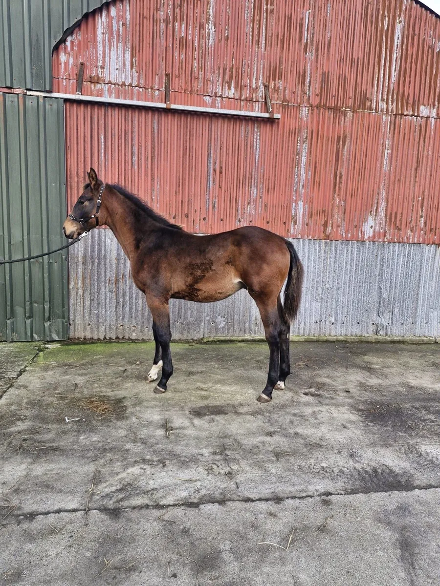 Lagans OBOS Colt Foal