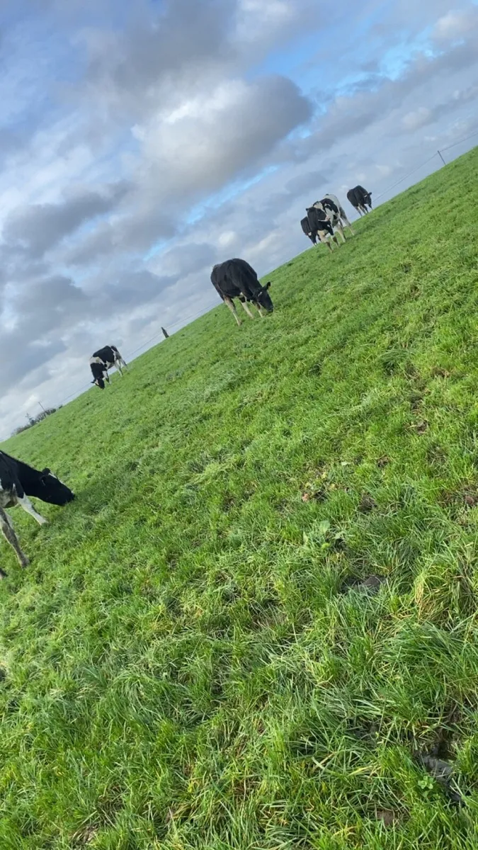 13 Incalf heifers - Image 1