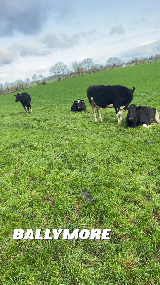 13 Incalf heifers - Image 2