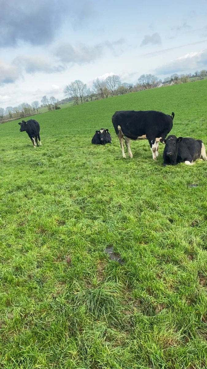 13 Incalf heifers - Image 3