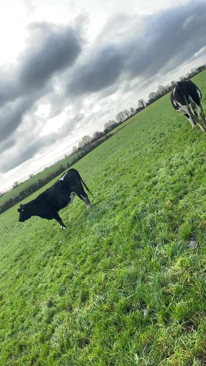 13 Incalf heifers - Image 4