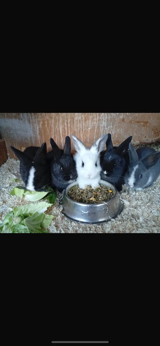 Rabbits - Image 1