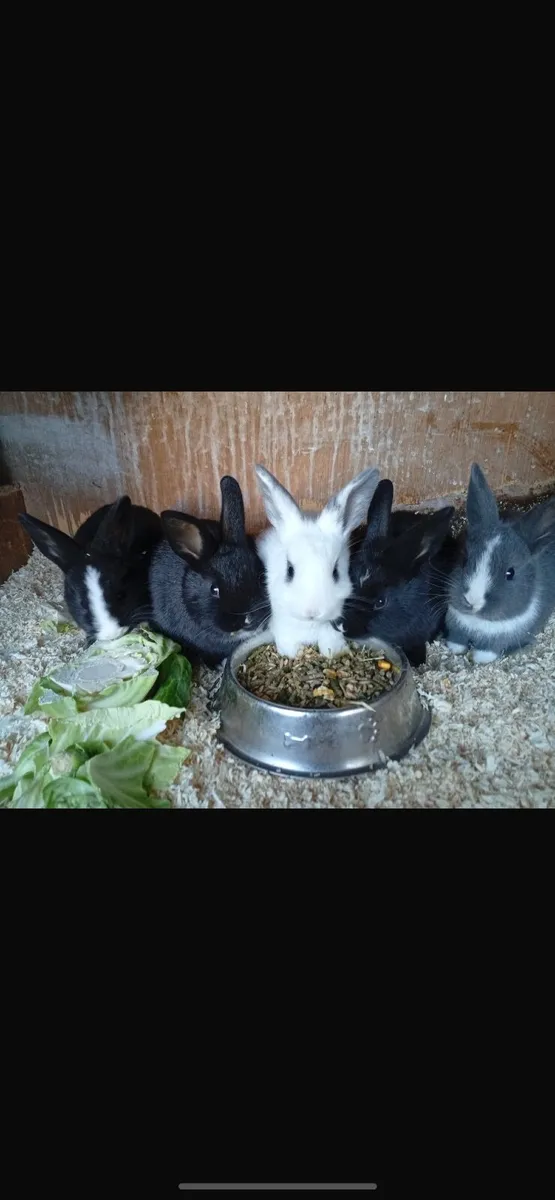 Rabbits - Image 2