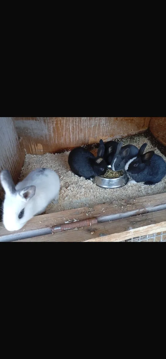 Rabbits - Image 3