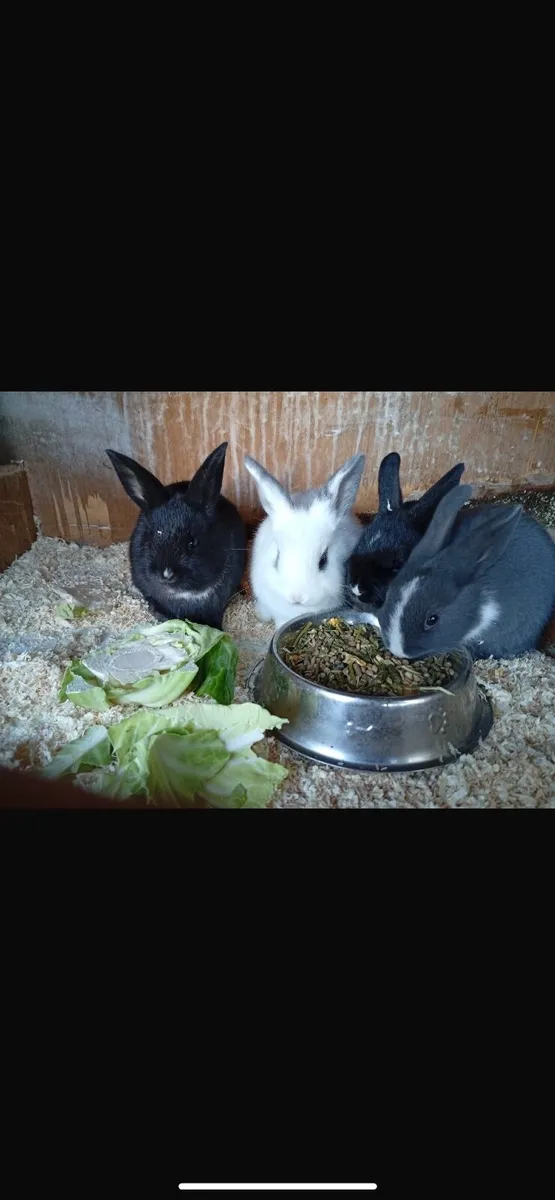 Rabbits - Image 4