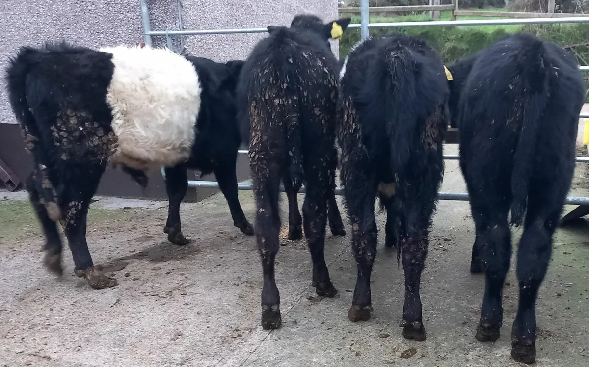 AA and Belted Galloway Weanling Bulls - Image 1