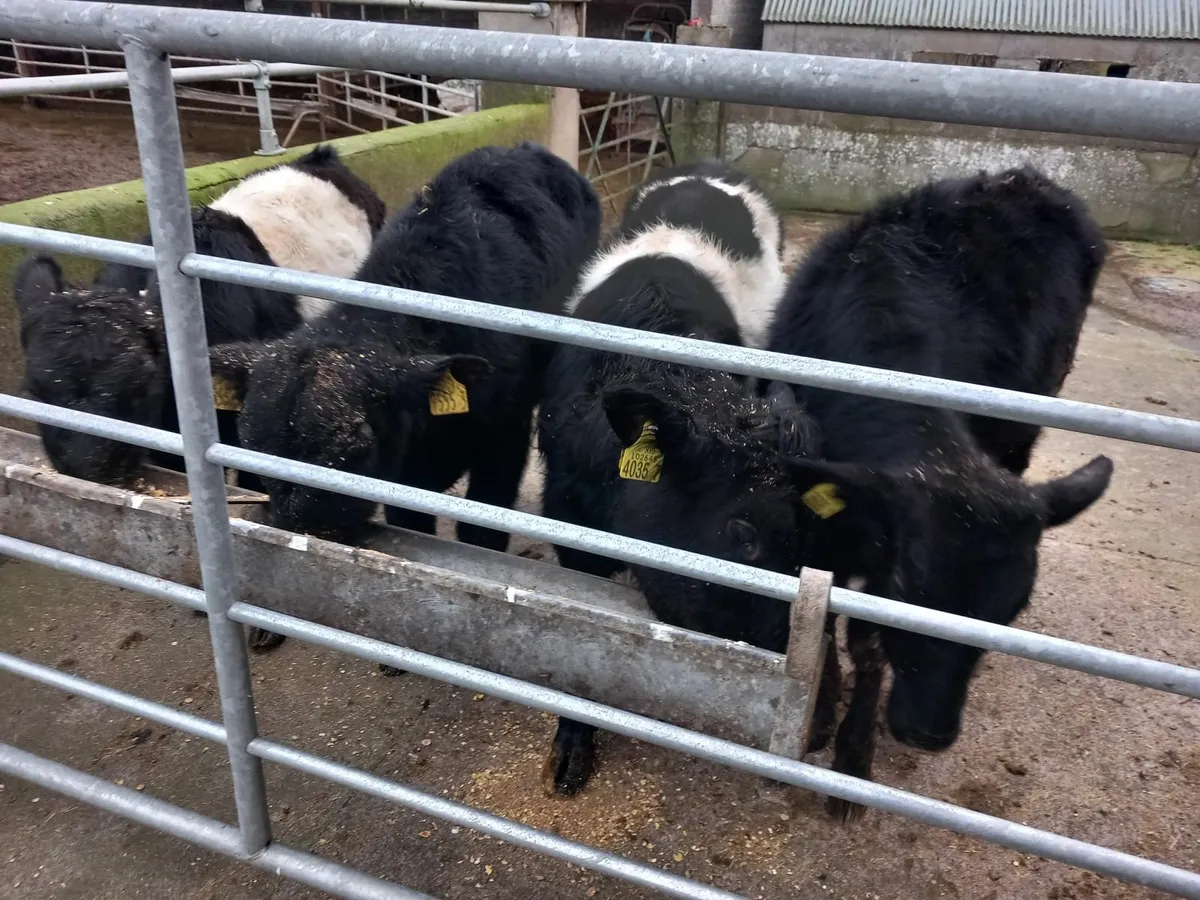 AA and Belted Galloway Weanling Bulls - Image 2
