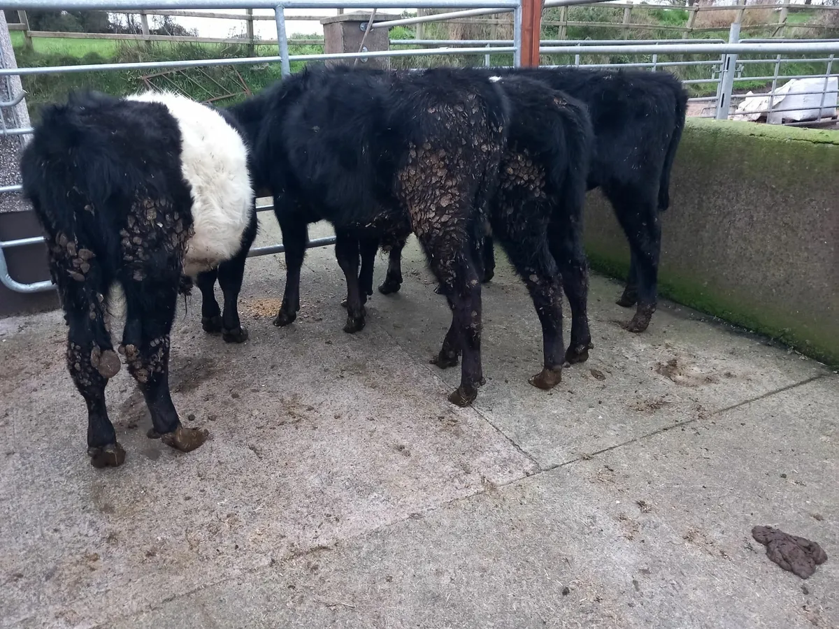 AA and Belted Galloway Weanling Bulls - Image 3