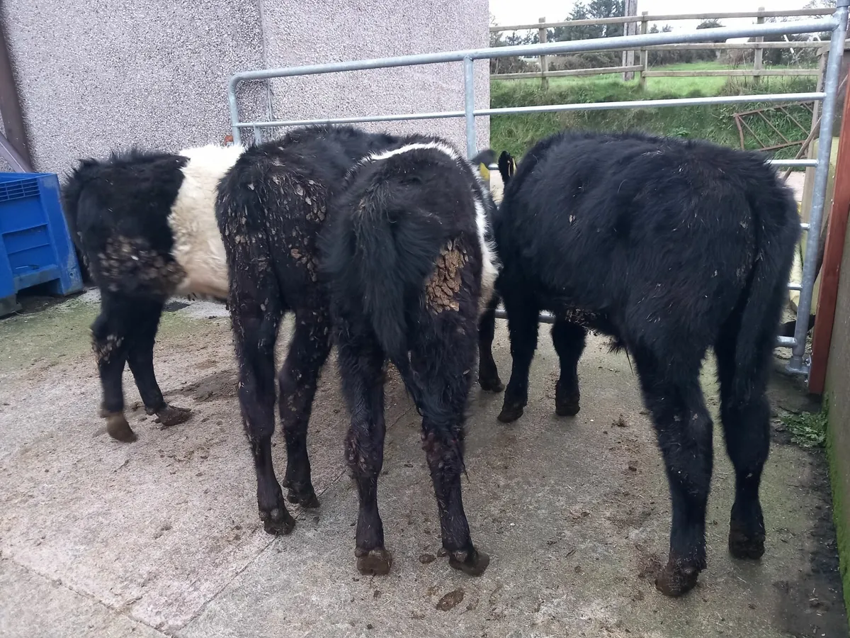 AA and Belted Galloway Weanling Bulls - Image 4