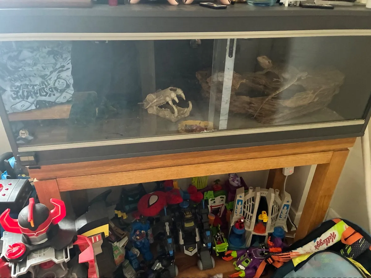 Bearded dragon with enclosure - Image 1