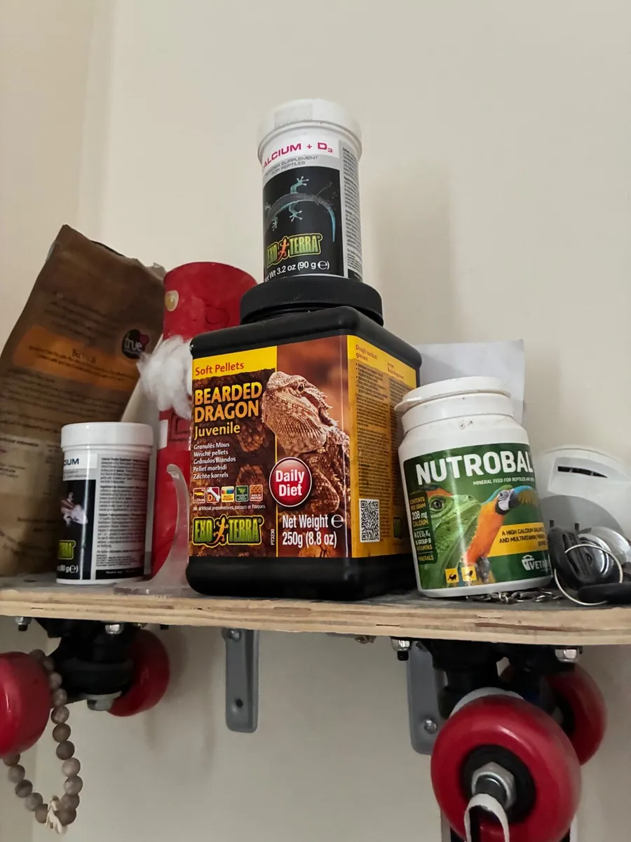 Bearded dragon with enclosure - Image 2