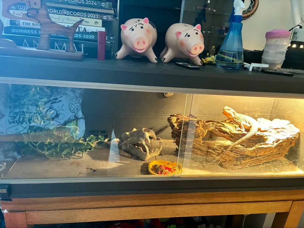Bearded dragon with enclosure - Image 3