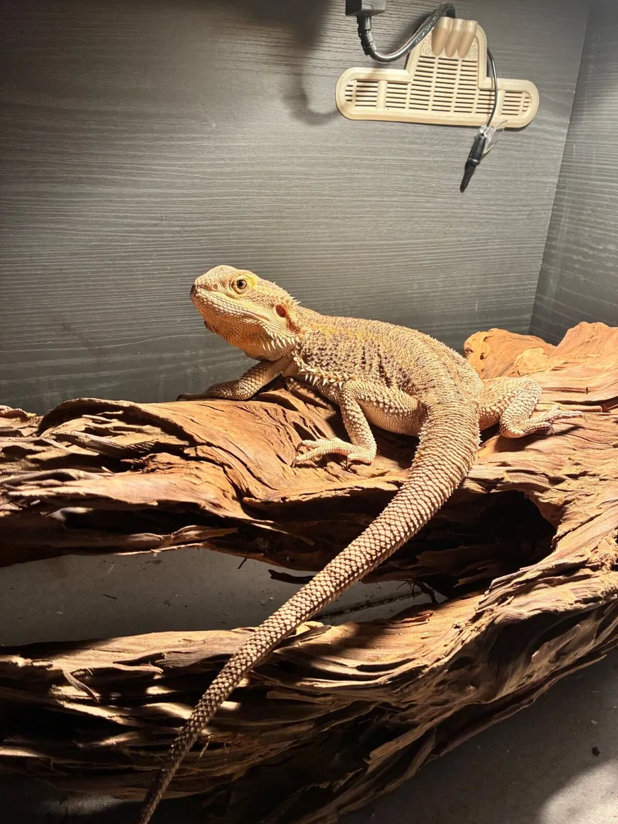 Bearded dragon with enclosure - Image 4