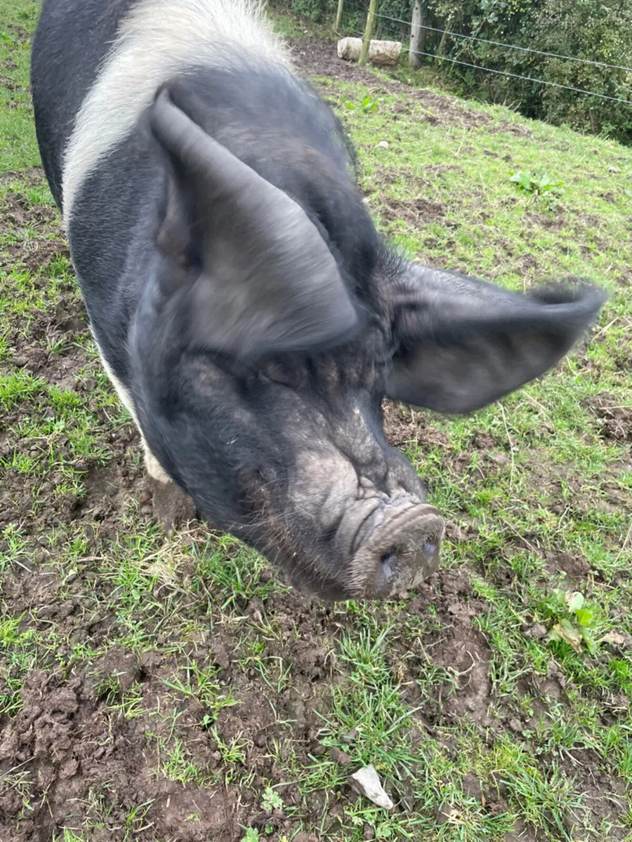 Sow for Sale - Image 2