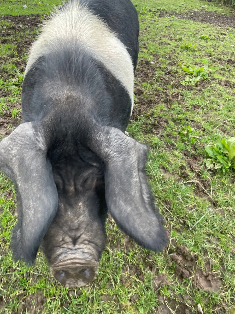 Sow for Sale - Image 3