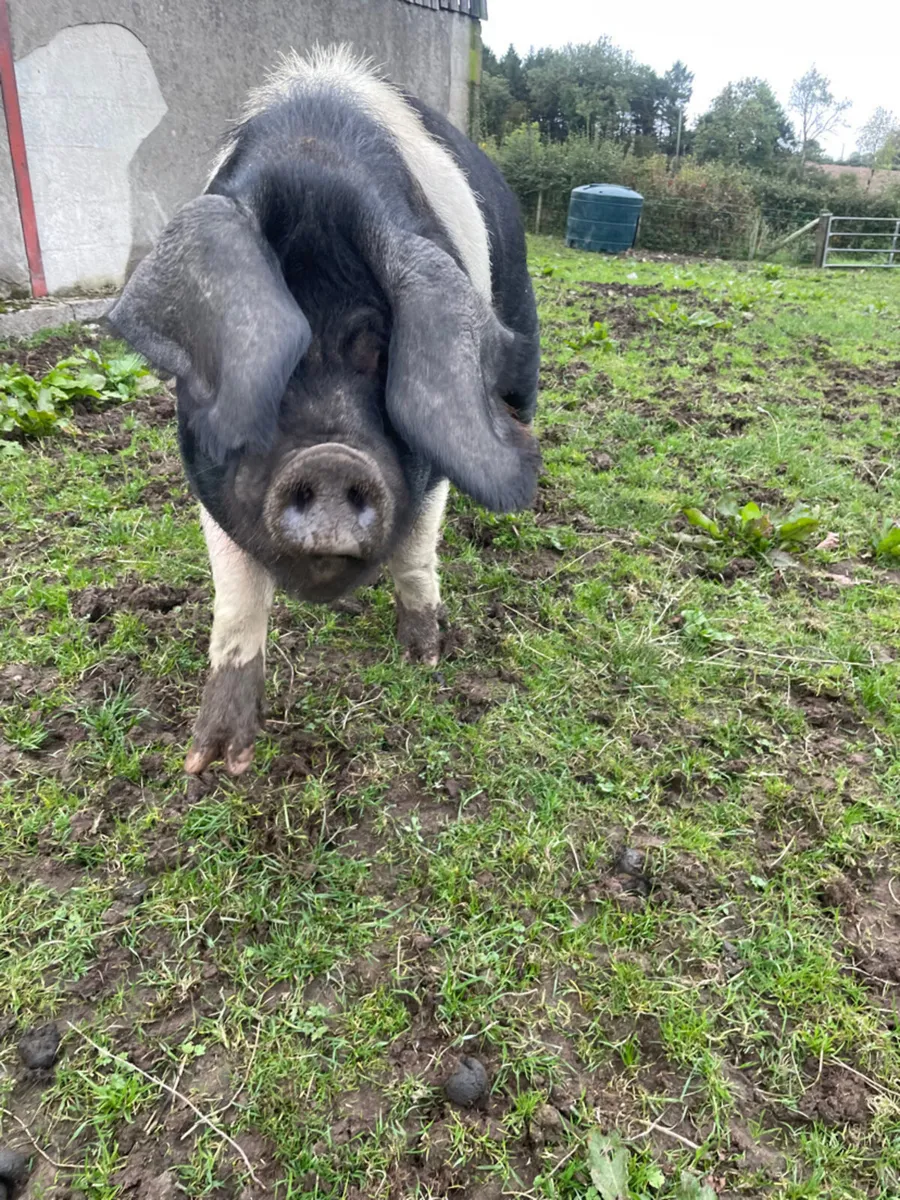 Sow for Sale - Image 4