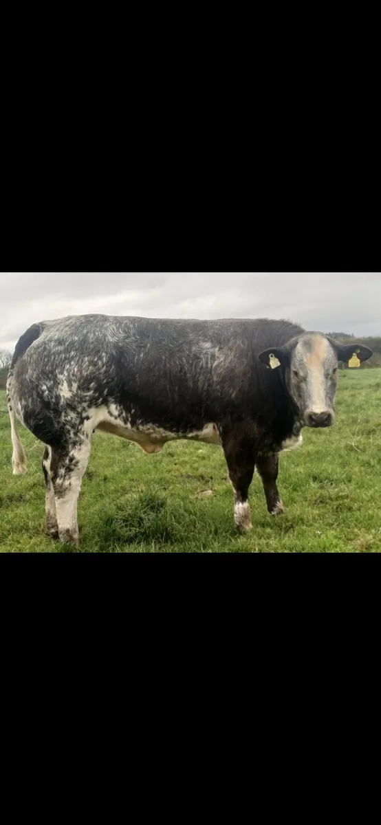 Breeding type show heifers for balla 22nd - Image 1