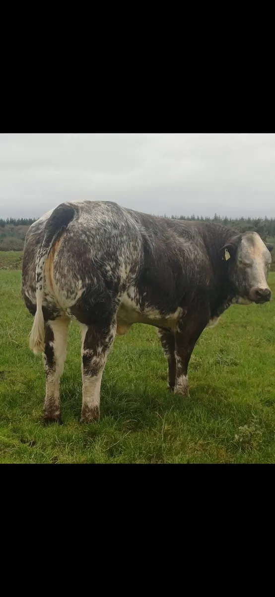 Breeding type show heifers for balla 22nd - Image 2