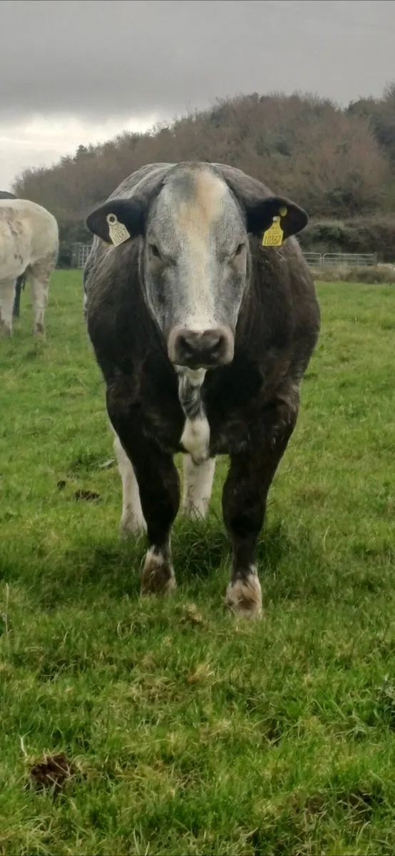 Breeding type show heifers for balla 22nd - Image 3