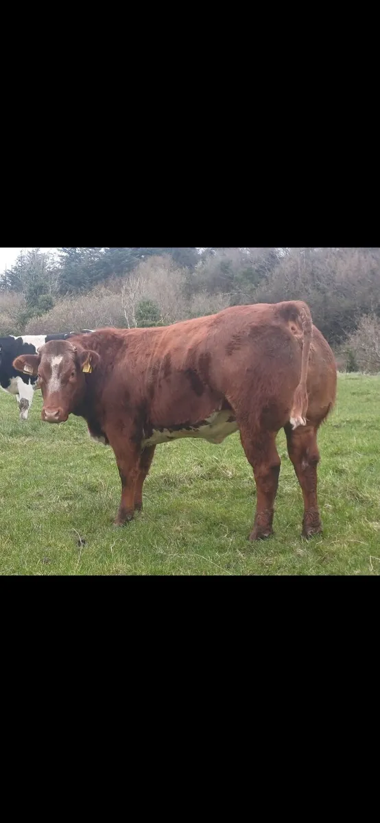 Breeding type show heifers for balla 22nd - Image 4