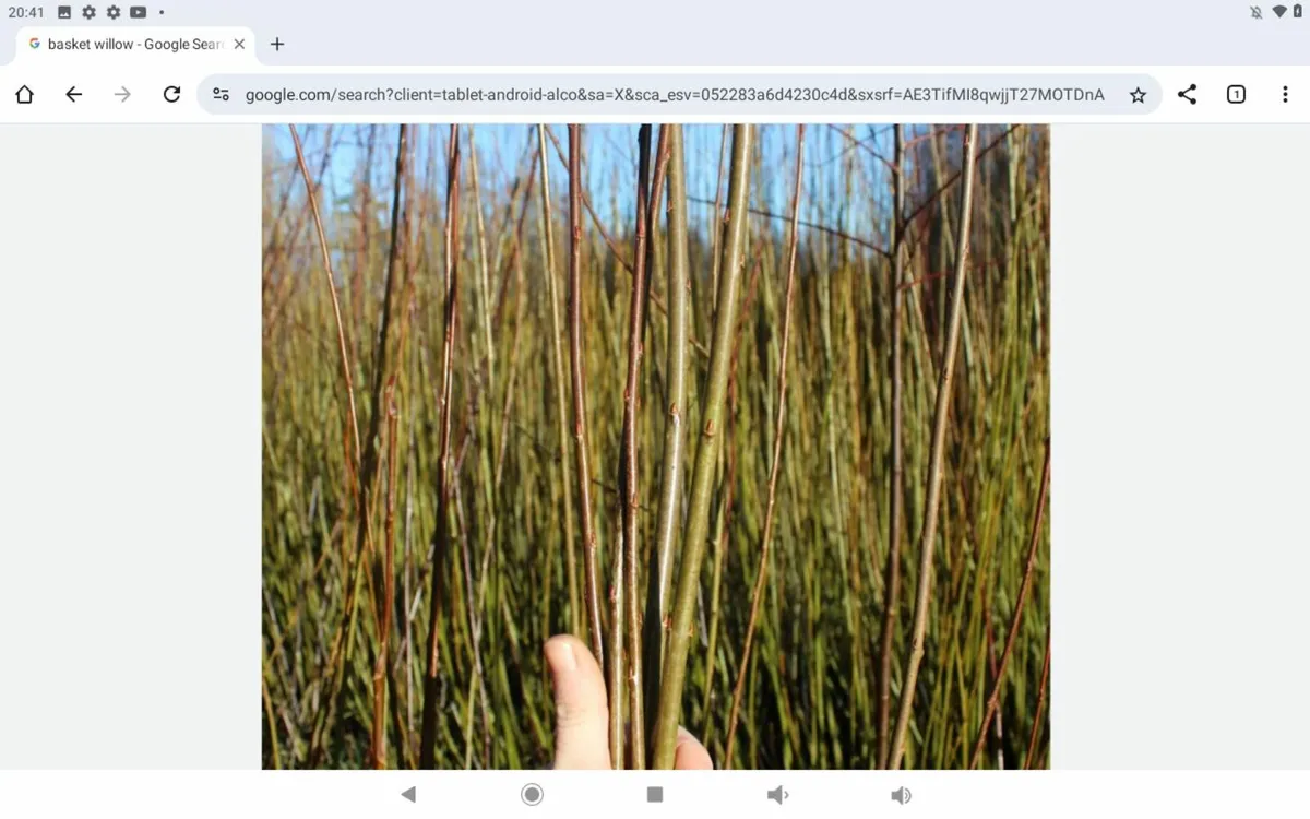 Basket willow rods for planting.15 rods.freepost - Image 1