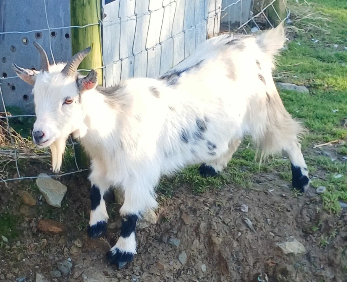 Pygmy females - Image 1