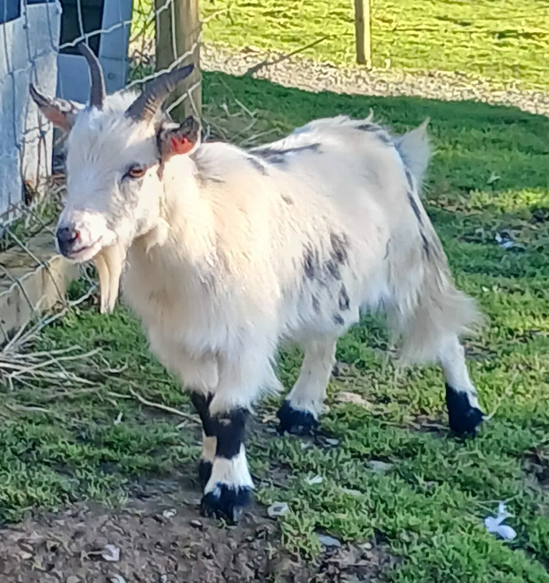 Pygmy females - Image 2
