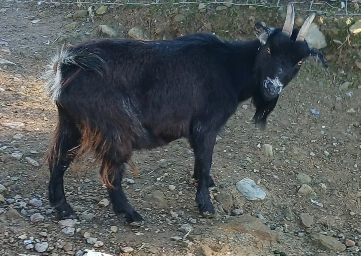 Pygmy females - Image 3