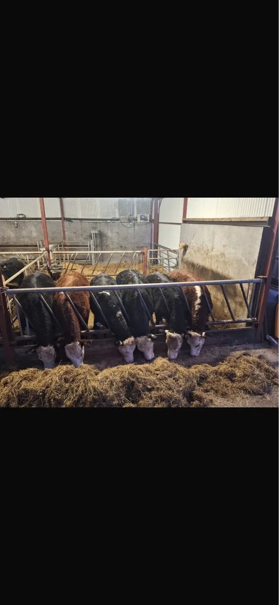 Hereford bullocks for sale granard mart 19/11/25 - Image 1