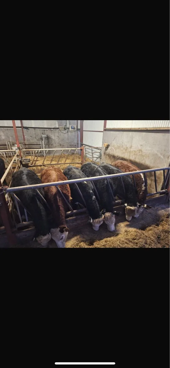 Hereford bullocks for sale granard mart 19/11/25 - Image 2