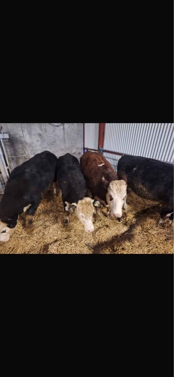 Hereford bullocks for sale granard mart 19/11/25 - Image 3