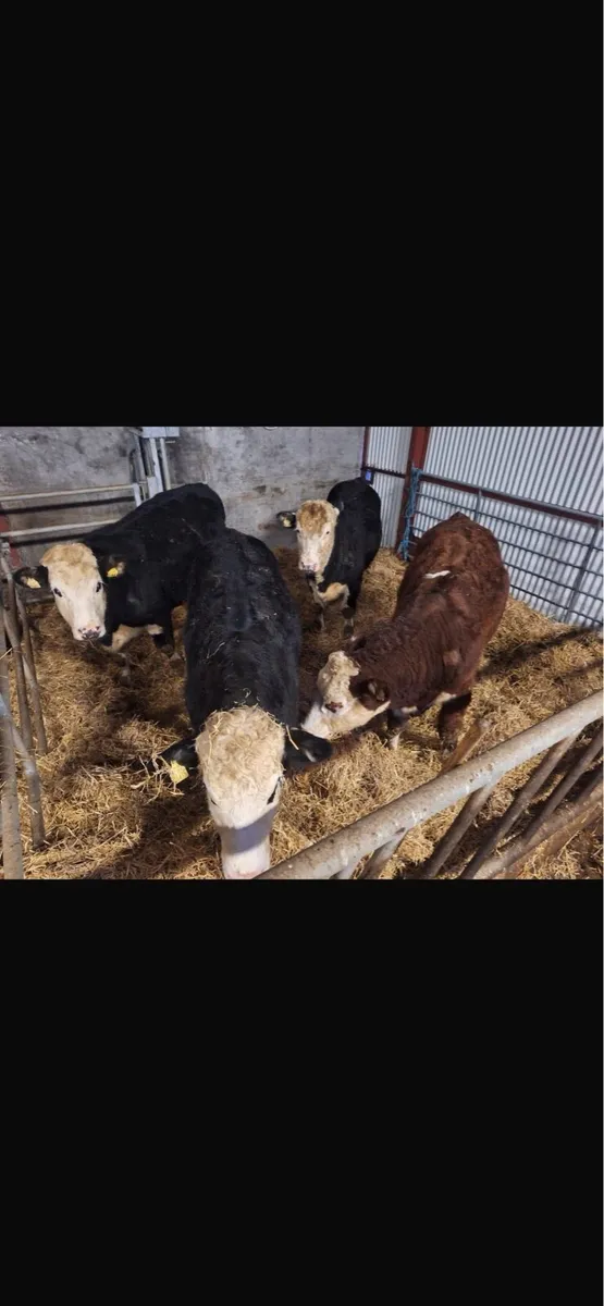 Hereford bullocks for sale granard mart 19/11/25 - Image 4