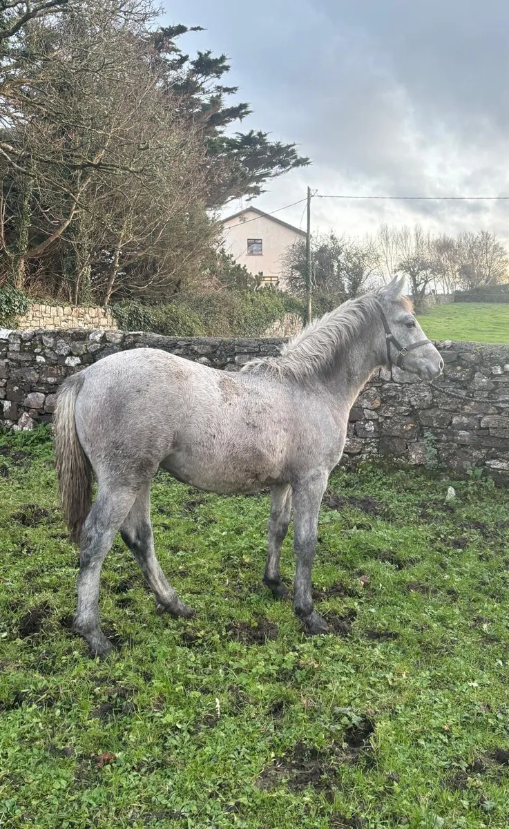 2 Connemara Foals For Sale - Image 2