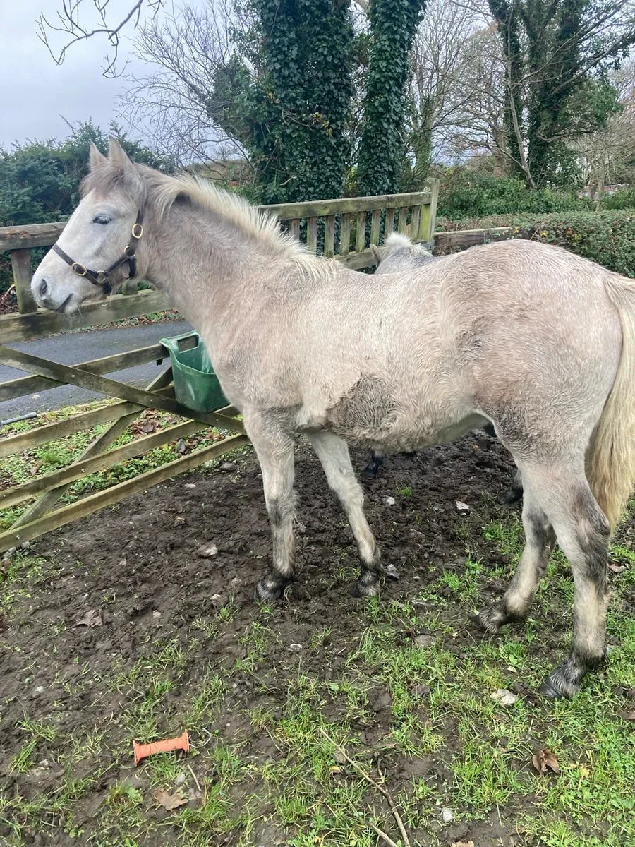2 Connemara Foals For Sale - Image 1