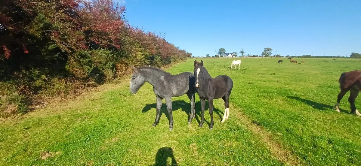 Irish Draught Grey Colt Foal - Image 4