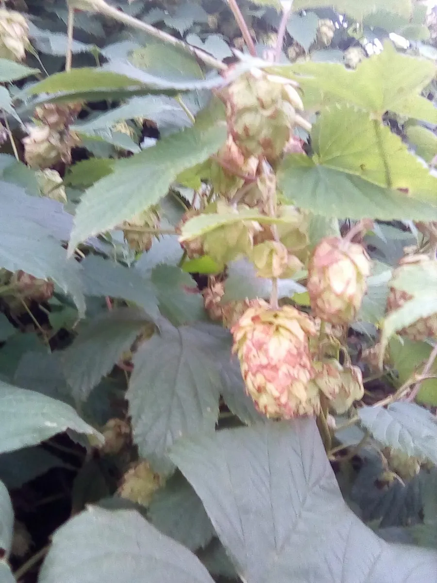Hop rhizomes,kent golding. 4 rhizomes.free post - Image 1