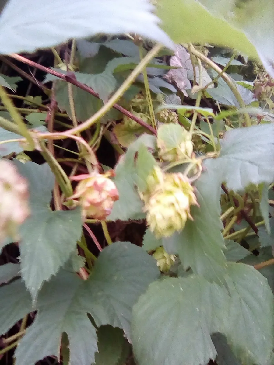 Hop rhizomes,kent golding. 4 rhizomes.free post - Image 3